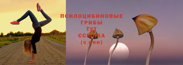 гидра Чегем